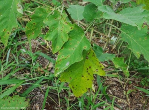 Cercosporiose-Aubergine1