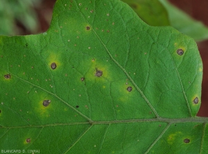 Cercosporiose-Aubergine6