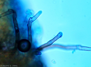 Detail of conidiophores produced <i>Cercospora citrulina</i>.  They are septate, brown, more or less curved, measuring from 50 to 300 micrometers.  and clearer at their end.  