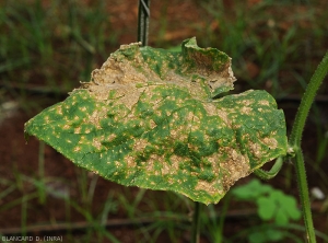 Many spots have converged on the blade of this cucumber leaf, causing necrosis and drying of sections of the blade.  <i>Corynespora cassiicola</i> (corynesporiosis)
