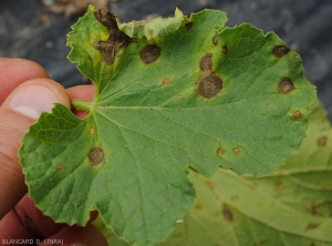 Detail of lesions caused by <i><b>Myrothecium roridum</b></i> on melon leaf.