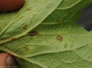 Appearance of lesions observed on the lower face of the limbus.  Some are greasy and/or located on the ribs.  <i>Myrothecium roridum</i> are clearly visible on these weathered melon leaf tissues.