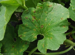 Many spots dot this melon leaf.  They are brown, of variable shapes, and show concentric patterns.  The limbus at the periphery of the lesions is chlorotic.  <i>Myrothecium roridum</i>