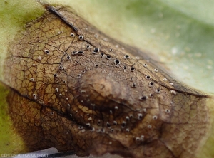 On this evolved spot on the upper side of the lamina, the sporodochia are more numerous.  The conidia en masse constitute the upper, black part of the sporodochia.  (<i>Myrothecium roridum</i>)