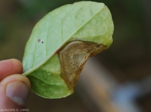 Appearance of the large brownish lesion observed this time on the underside of a basella leaf;  several black sporodochia of the fungus distributed in circles have formed.  <i>Myrothecium</i> sp.