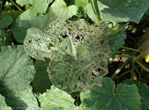 Cucumber leaf completely devoured by a colony of beetles (<i>Acalymma bivitulla</i>)