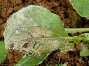 On this turnip leaf largely affected by <i>Rhizoctonia solani</i>, the mycelium of this fungus has developed abundantly in places (particularly around the leaf blade), which is unusual!  (Leaf Rhizoctonia - web blight)