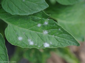 Young circular powdery colonies of <i><b>Pseudoidium neolycopersici</b></i> on tomato leaflet.  These produce numerous conidia disseminated in particular by the wind.  (oidium, powdery mildew)