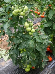 White, circular spots dot the leaves of this tomato plant.  <i><b>Pseudoidium neolycopersici</b></i> (powdery mildew)