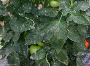 Powdery and whitish spots, rather circular, sometimes confluent on tomato leaflets.  <i><b>Pseudoidium neolycopersici</b></i> (powdery mildew)