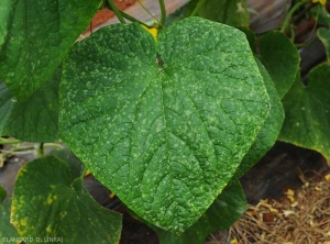 Numerous small diffuse spots dot this cucumber leaf.  <i><b>Podosphaera xanthii</b></i> or <i><b>Golovinomyces cichoracearum</b></i>.  (oidium)