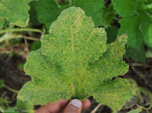 This butternut leaf is covered with a multitude of chlorotic spots.  <i><b>Pseudoperonospora cubensis</b></i> (mildew, downy mildew)