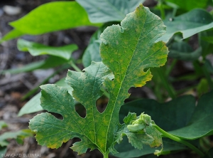 Mildew chlorotic spots observed by transparency on zucchini leaf.  <i><b>Pseudoperonospora cubensis</b></i> (downy mildew)