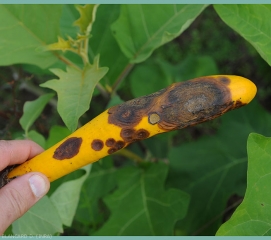 Large areas of this fruit are rotten.  The altered tissues have gradually superficially collapsed, and are more or less wrinkled.  <i>Colletotrichum</i> sp.  (anthracnosis)