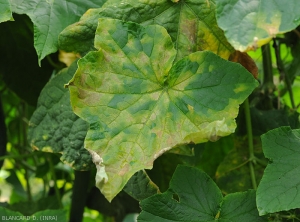 On this cucumber leaf, many spots have coalesced, some are starting to turn brown and become necrotic.  The blade is partially deformed.  <b><i>Pseudoperonospora cubensis</i></b> (mildew, downy mildew)