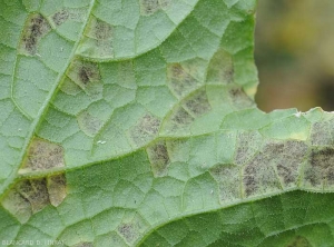 Detail of the gray to purplish-brown down forming on the spots on the underside of the leaf blade.  <b><i>Pseudoperonospora cubensis</i></b> (mildew, downy mildew)