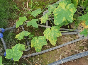 All these cucumber leaves are more or less covered by more or less confluent chlorotic spots.  <b><i>Pseudoperonospora cubensis</i></b> (mildew, downy mildew)