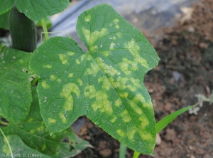 The chlorotic spots on cucumber leaves are angular because they are delimited by the veins, eventually forming a pseudo-mosaic on the leaf blade which should not be confused with a virus mosaic.  <b><i>Pseudoperonospora cubensis</i></b> (mildew, downy mildew)