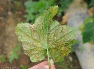 Numerous spots reveal on the underside of the lamina a more or less discreet down, gray to purplish brown, which sometimes tends to accumulate along the veins.  <b><i>Pseudoperonospora cubensis</i></b> (mildew, downy mildew)