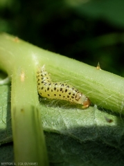 Detail of a larva of <i><b>Diaphania nitidatis</b></i> (cucumber moth)
