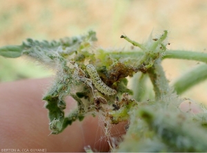 Larva of <i><b>Diaphania nitidatis</b></i> devouring a cucumber inflorescence.  (cucumber moth)