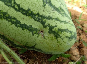 Perforation of a watermelon fruit by a larva of <i><b>Diaphania nitidatis</b></i>.  (cucumber moth)