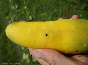 Perforation of a mature cucumber fruit caused by a larva of <i><b>Diaphania nitidatis</b></i>.  (cucumber moth)