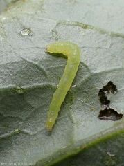 plutella-larve3