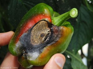 Symptoms caused by <b><i>Phomopsis vexans</i></b> on eggplant fruit.