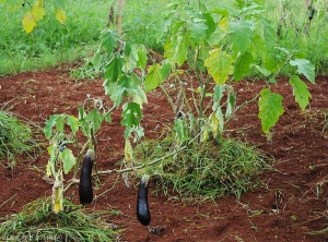 Withering eggplant stalk.  Some leaves turn yellow, wither or even partially dry out.  A dark longitudinal lesion surrounds the stem for several centimeters.  <b><i>Phomopsis vexans</i></b>