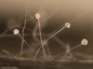 Young sporangiophores of <b> <i> Rhizopus stolonifer </i> </b>;  they are still hyaline like the sporangium located at their ends.  (<i> Rhizopus </i> rot)