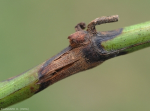 Canker lesion lying on a green twig.  Note the pronounced bursts of the bark.  <i> <b> Pilidiella diplodiella </b> </i> (white rot).