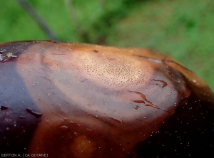On this buff lesion on aubergine, concentric zone patterns and the presence of pycnidia are remarkable.  <b><i>Phomopsis vexans</i></b>
