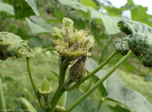 Apex of okra parasitized by the melon and cotton aphid <i>Aphis gossypii</i>.  Observe the rolling of the leaves, their chlorosis, and the cessation of growth of the apex of the plant.