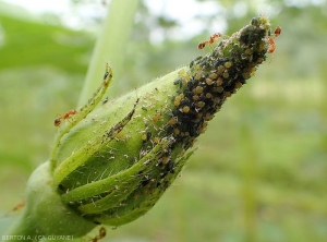 Young okra fruit colonized by numerous larvae of the melon and cotton aphid <i>Aphis gossypii</i>.