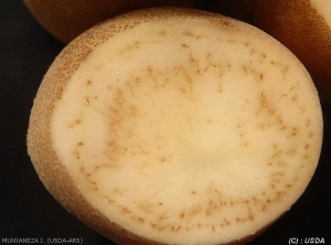 Necrotic spots and streaks in the tuber flesh caused by Zebra chip. bacteria <i><b>Candidatus</i> Liberibacter solanacearum</b>