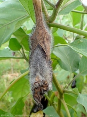 This eggplant is completely rotten and mummified.  The characteristic dense mold of <i><b>Choanephora cucurbitarum</b></i> completely covers it.  (Choanephora rot, cucurbit flower blight