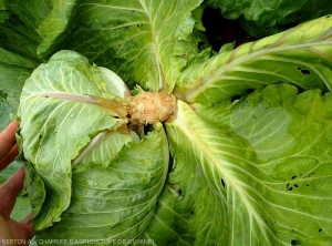 In addition to the degradation of the midrib of several lower leaves, the collar is completely surrounded by a brownish wet rot.  <b><i>Pectobacterium carotovorum</i> subsp.  <i>carotovorum</i></b> (bacterial soft rot)