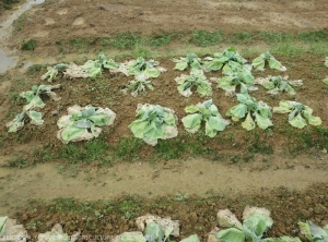 Root asphyxiation of headed cabbage following the flooding of a plot.