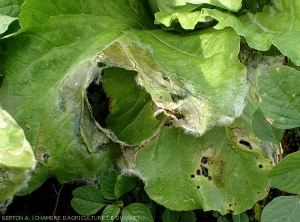 The mycelium of <i><b>Rhizoctonia solani</i></b> has grown abundantly in places on the leaf blade of this Chinese cabbage leaf.  which is rather unusual!  (Leaf Rhizoctonia - web-blight)