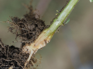 The vessels of the lower part of the stem of this young plant gradually turn brown.  <b><i>Ralstonia solanacearum</i></b> (bacterial wilt)