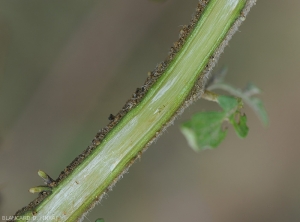 After cutting the stem longitudinally, the vessels show a slight brown tint in places.  <b><i>Ralstonia solanacearum</i></b> (bacterial wilt)