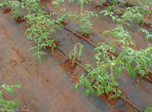 Rapid and early wilting of a young plant grown in soil under shelter.  <b><i>Ralstonia solanacearum</i></b> (bacterial wilt)