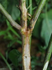 A superficial and longitudinal section made in the lower part of the stem of this pepper shows that the vessels are more or less brown.  <b><i>Ralstonia solanacearum</i></b> (bacterial wilt)