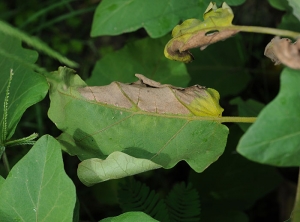Wilting, yellowing and unilateral drying of an eggplant leaf;  this is a very typical symptom of a vascular disease.  <b><i>Ralstonia solanacearum</i></b> (bacterial wilt)