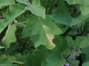 Partially wilted and dried eggplant leaf, it is called unilateral wilt.  <b><i>Ralstonia solanacearum</i></b> (bacterial wilt)