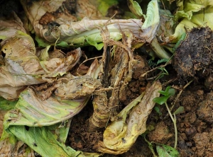 Eventually the tissues are more or less decomposed, as is the case with the lower part of the stem of this cabbage.  <b><i>Pectobacterium carotovorum</i> subsp.  <i>carotovorum</i></b> (bacterial soft rot)