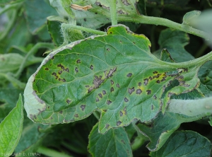 These more advanced brown spots on the tomato leaflet, with irregular contours, reveal a rather marked yellow halo.  <b><i>Xanthomonas</i> sp.</b> (bacterial scabies, bacterial spot)