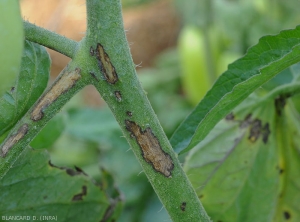 Broad brownish patches, longitudinal, caused by <b><i>Xanthomonas</i> sp.</b> on tomato stem.  (bacterial scabies, bacterial spot)