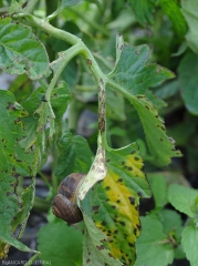 Brownish and longitudinal lesions on petioles.  <b><i>Xanthomonas</i> sp.</b> (bacterial scabies, bacterial spot)